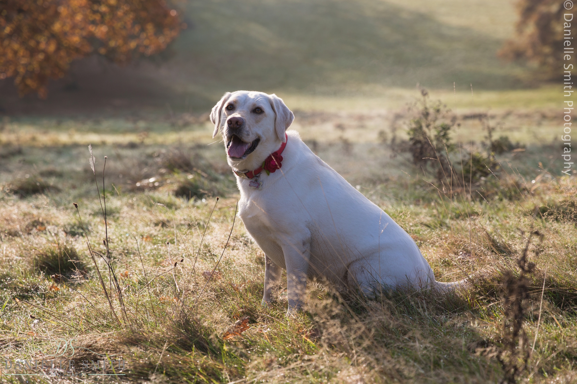 dog sitting in field - dog photos