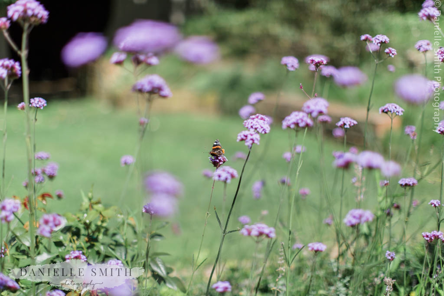 butterfly on purple flowers
