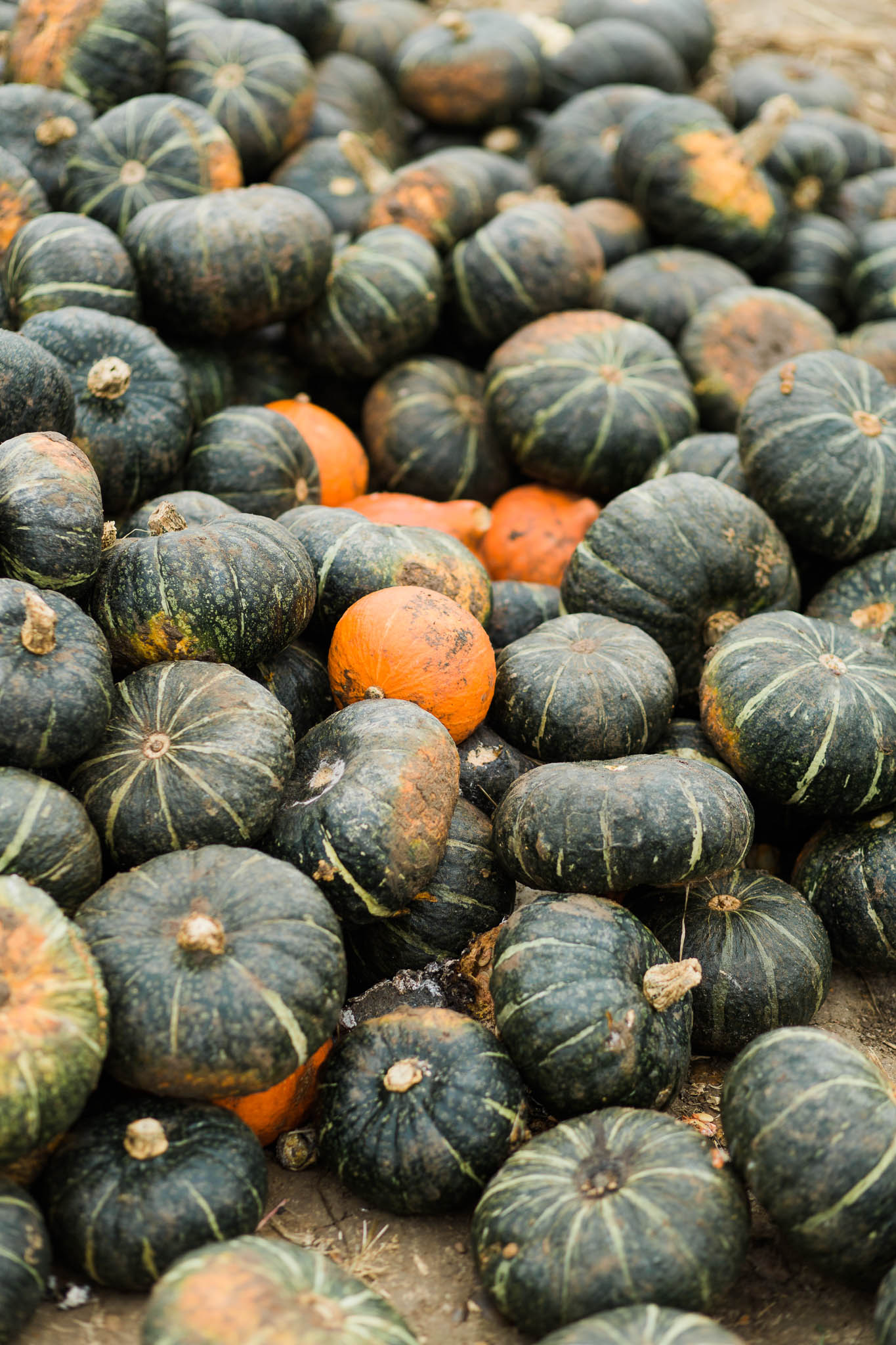 photo of green pumpkins