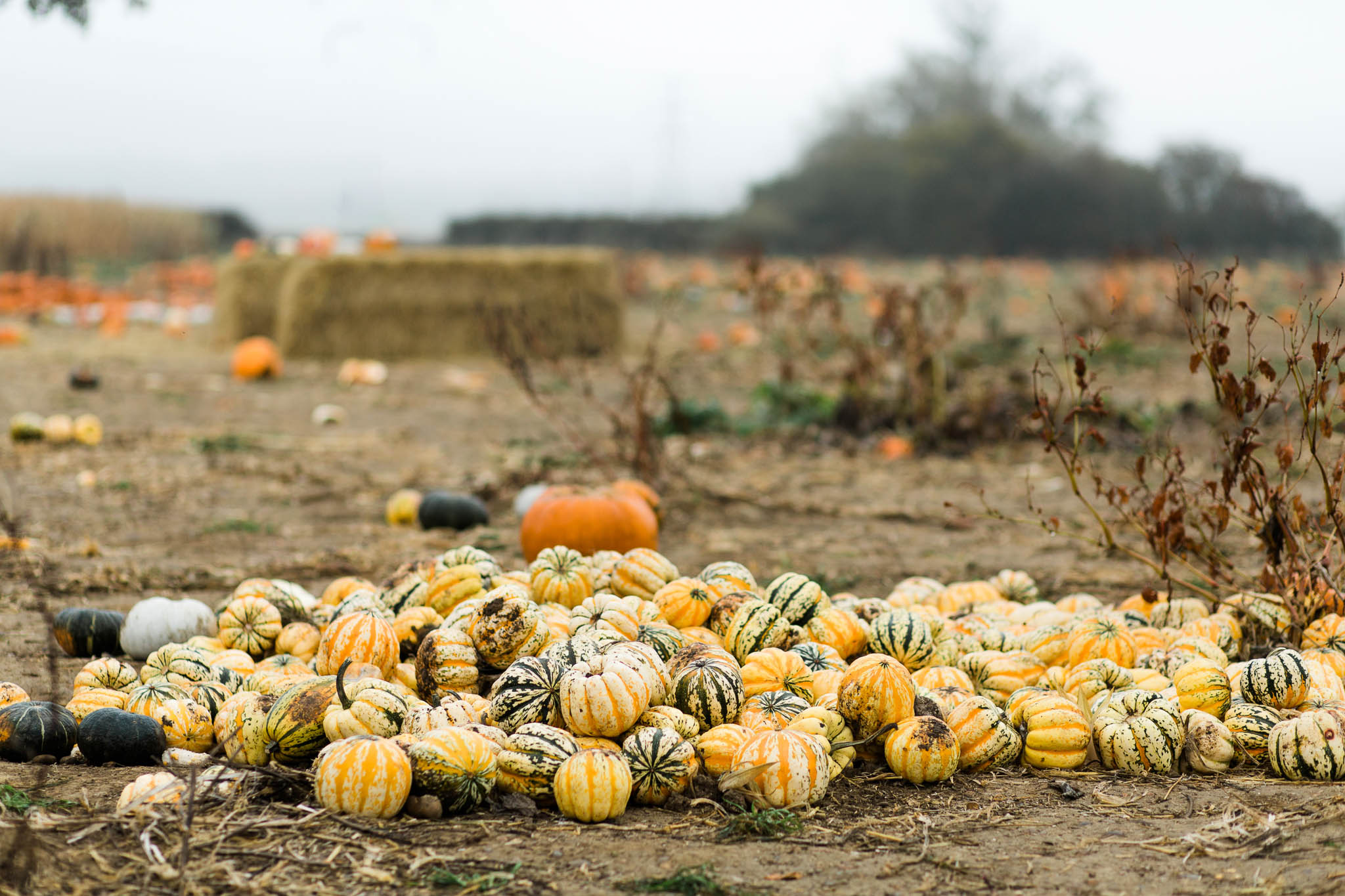 pile of pumpkins at pumpkin patch