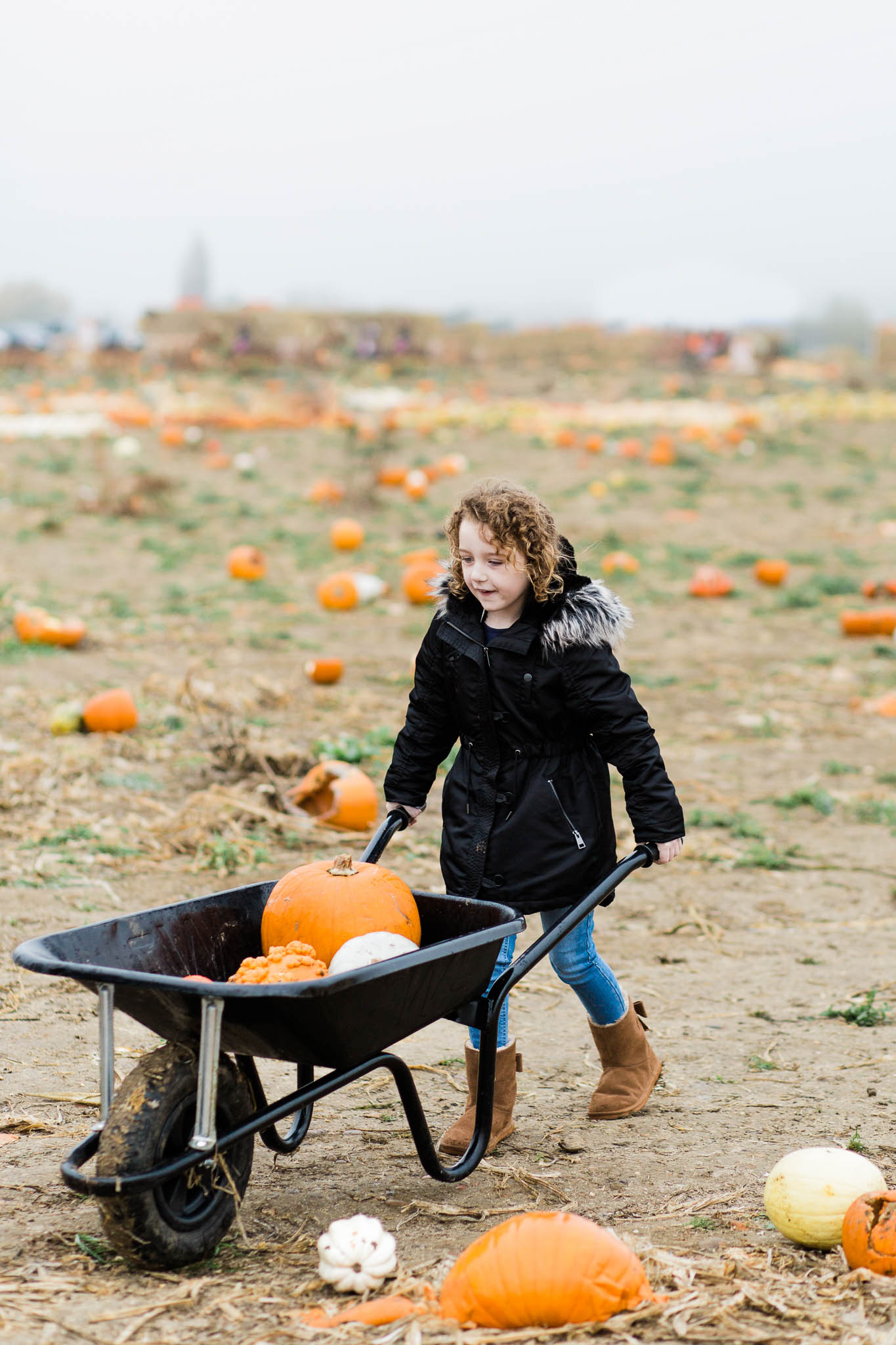 little girl with pumpkins in wheelbarrow