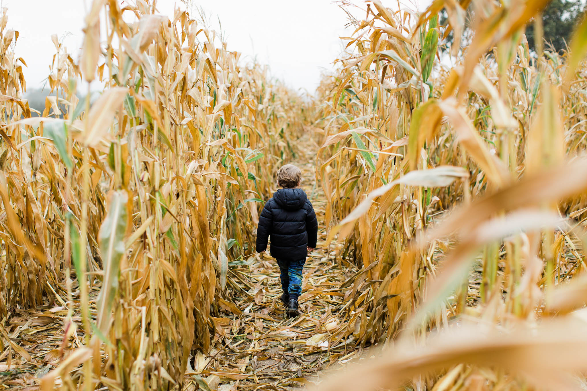 boy walking through cornfield