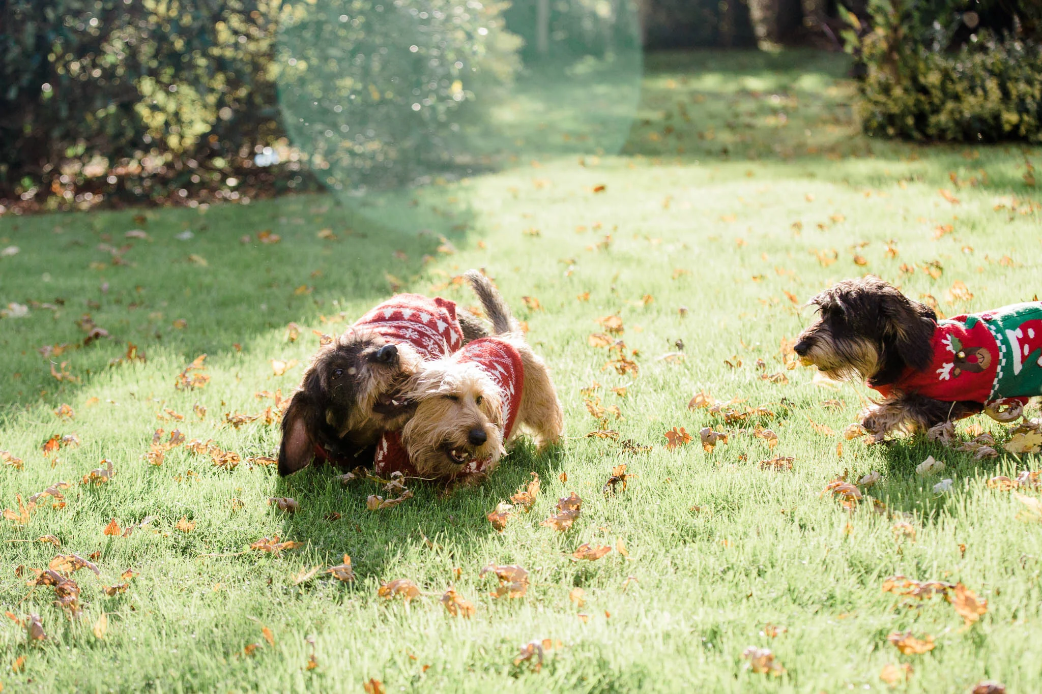 sausage dogs playing with christmas jumpers on - pet photography
