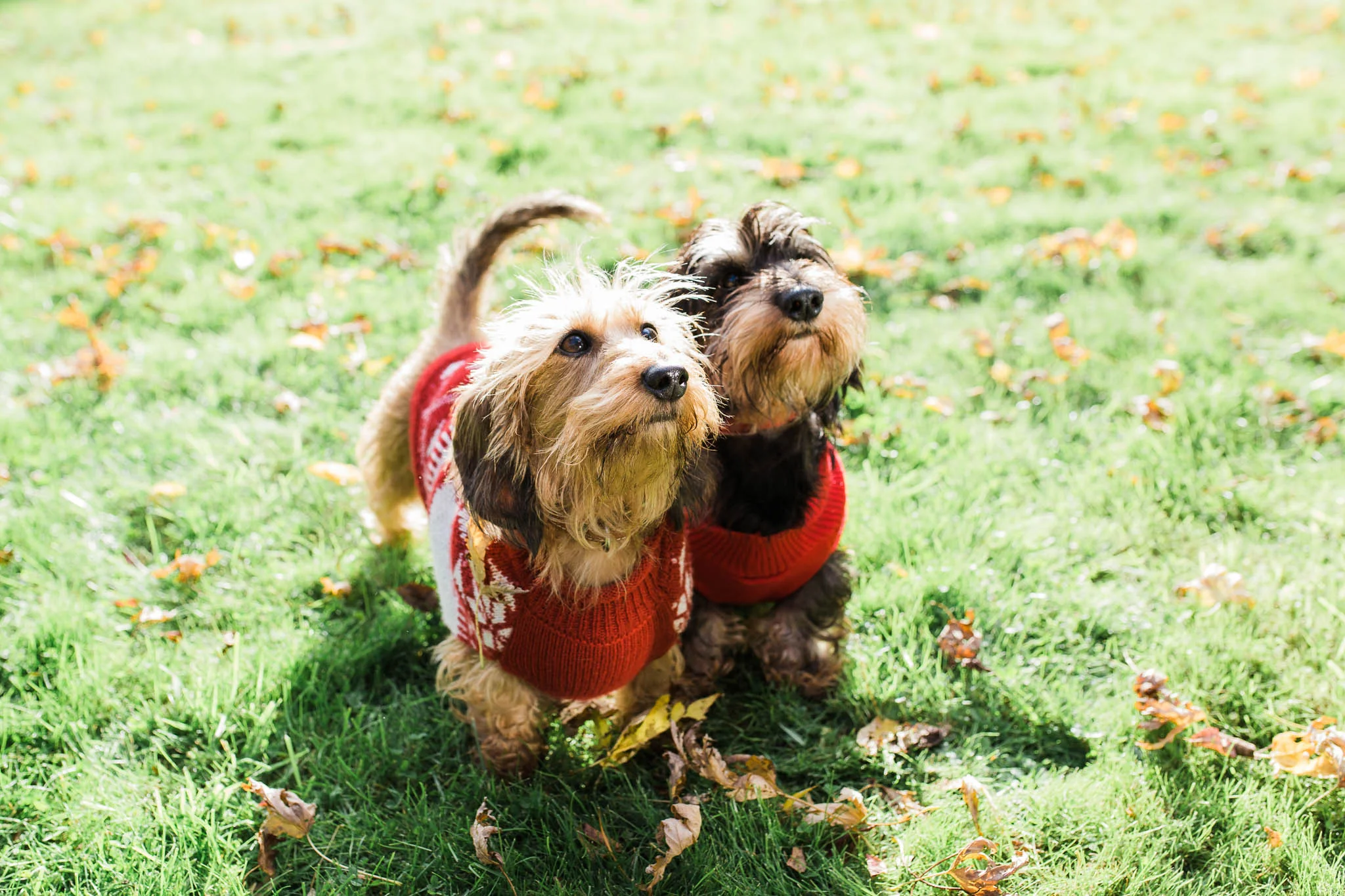 two sausage dogs in xmas jumpers