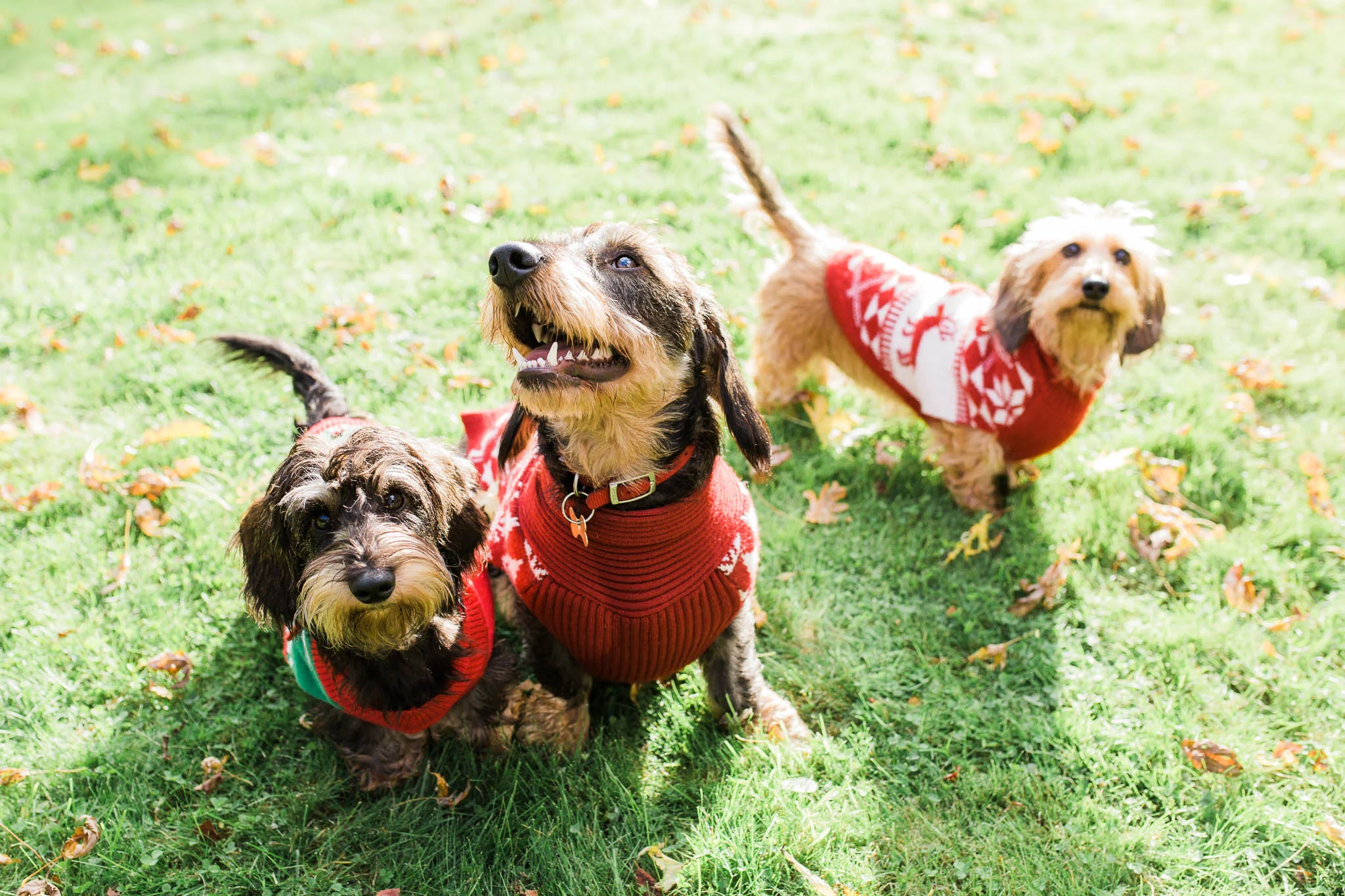 three sausage dogs in christmas jumper photo shoot
