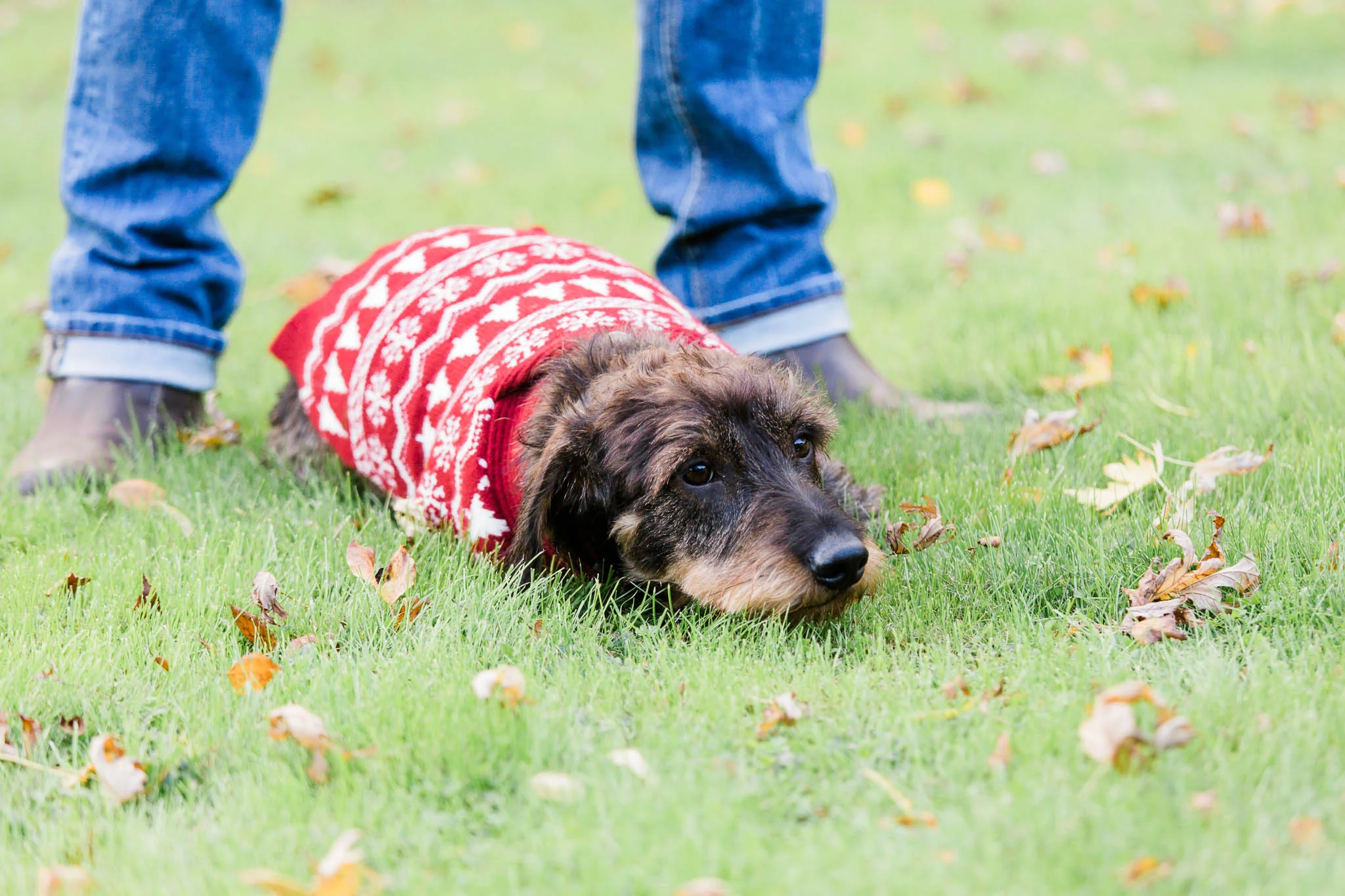 dog laying down in xmas jumper photo shoot
