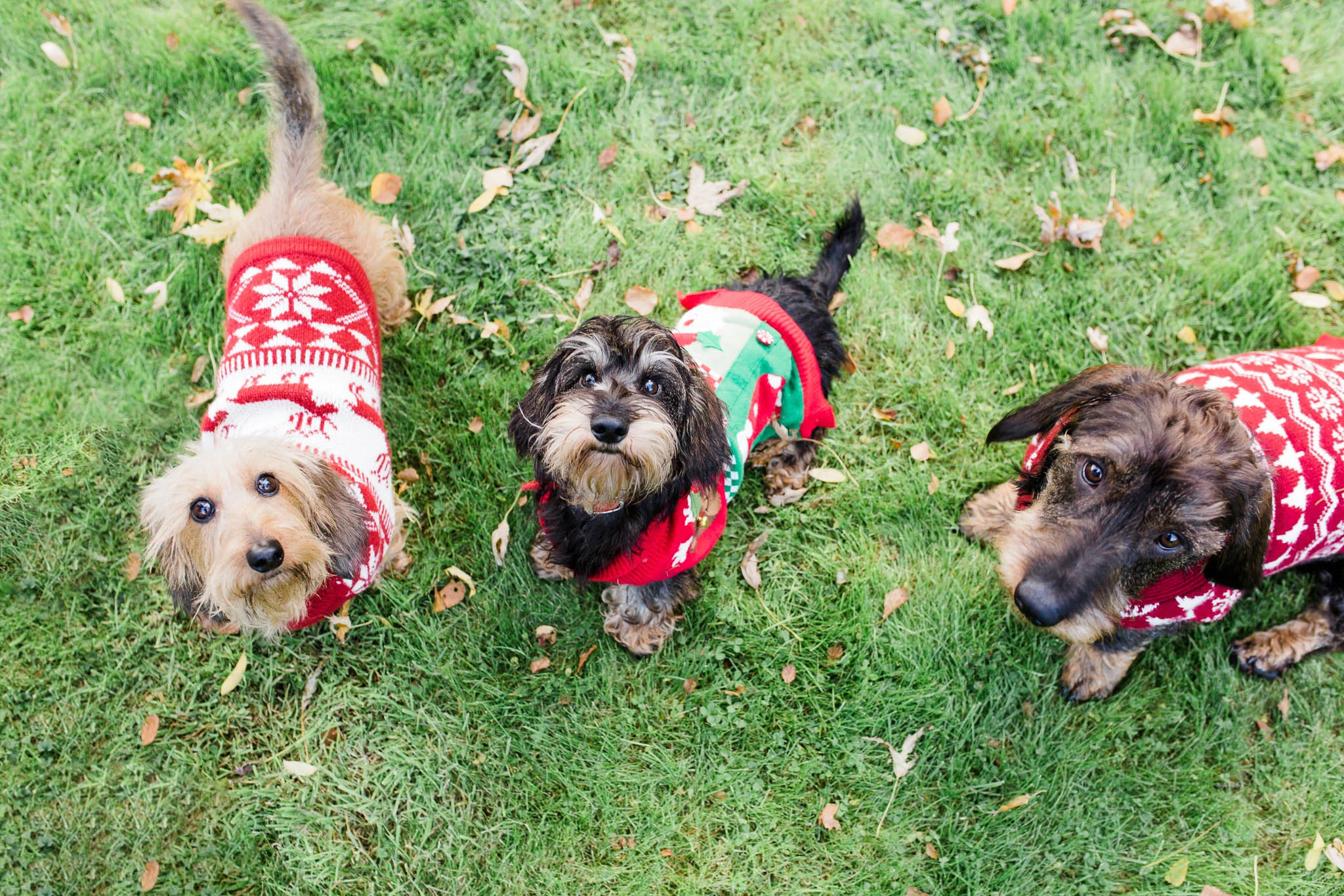 three sausage dogs from above - xmas jumper pet photography