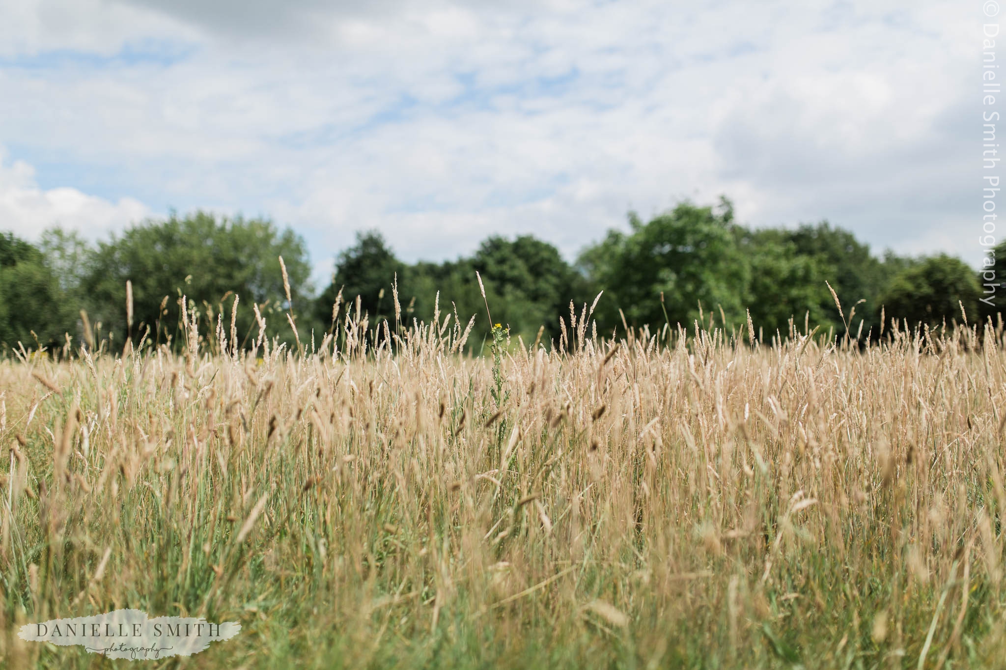 long grass in field at mangapp manor
