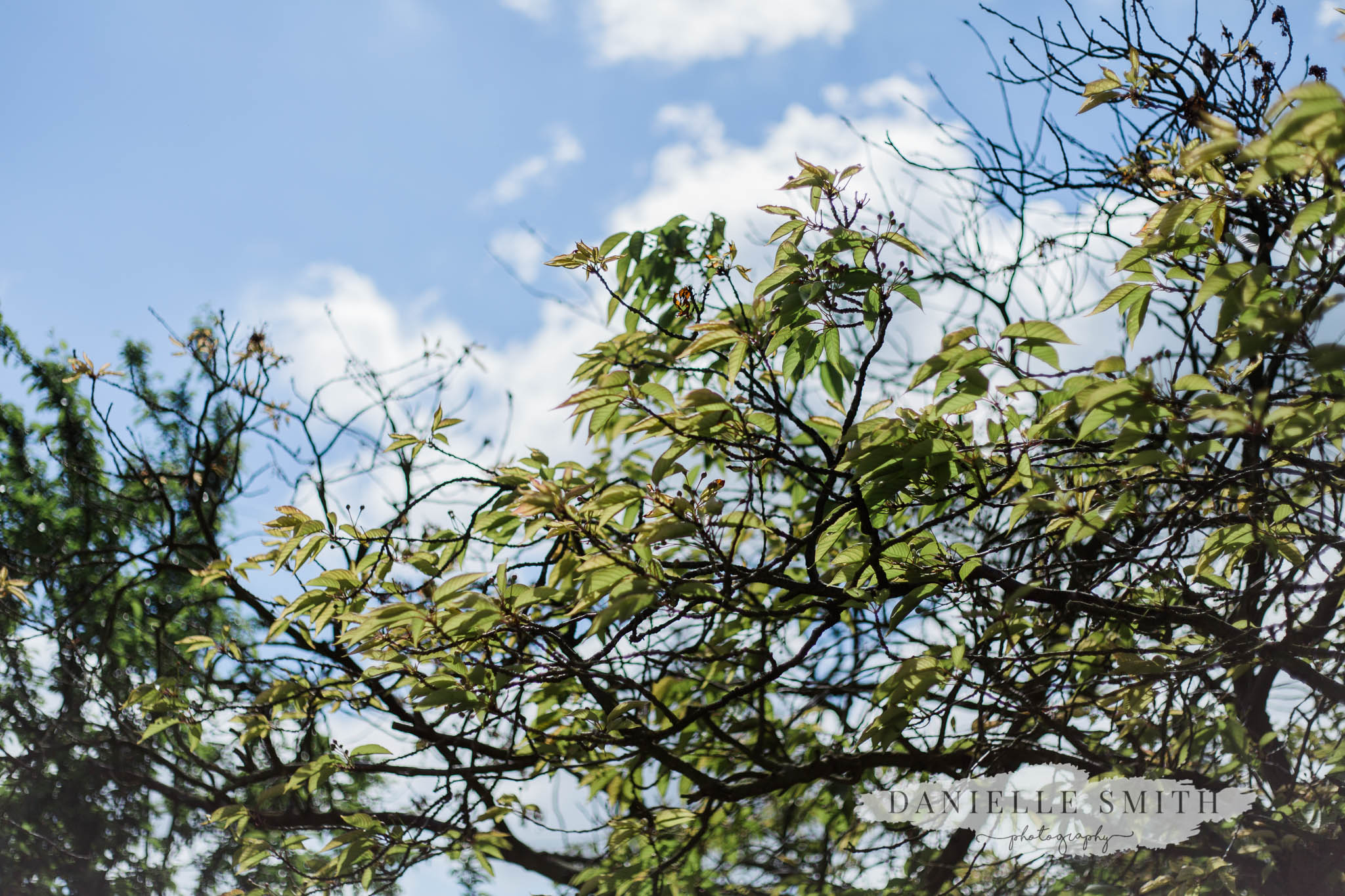 spring leaves at cooling castle kent