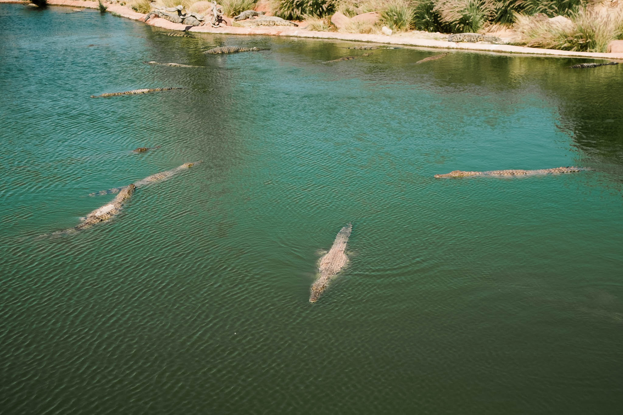 crocodiles swimming in water