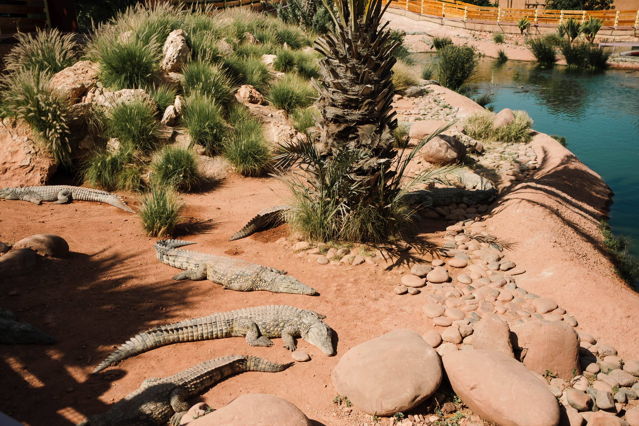 crocs sunbathing in agadir