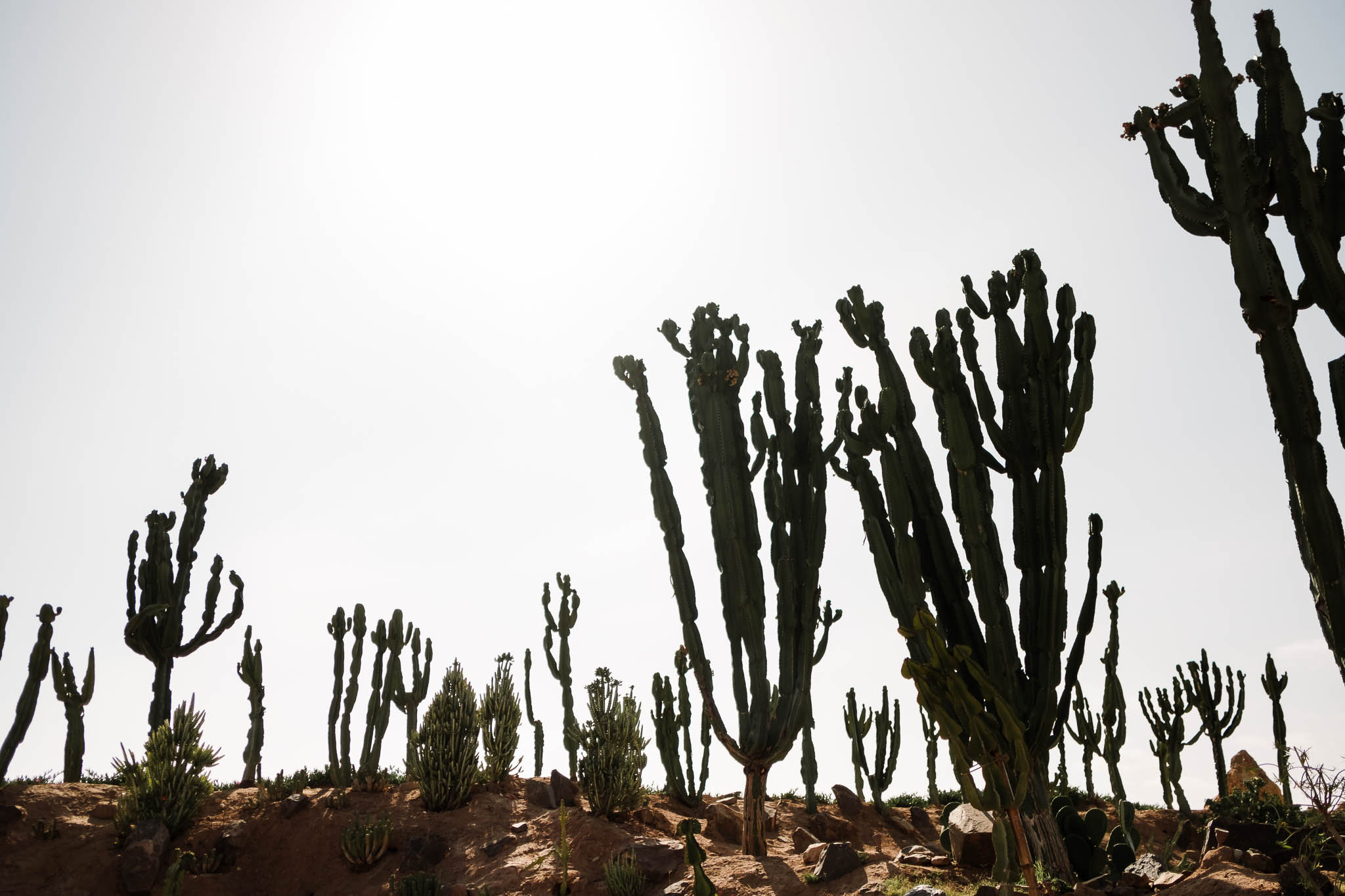 cactus plants in sun