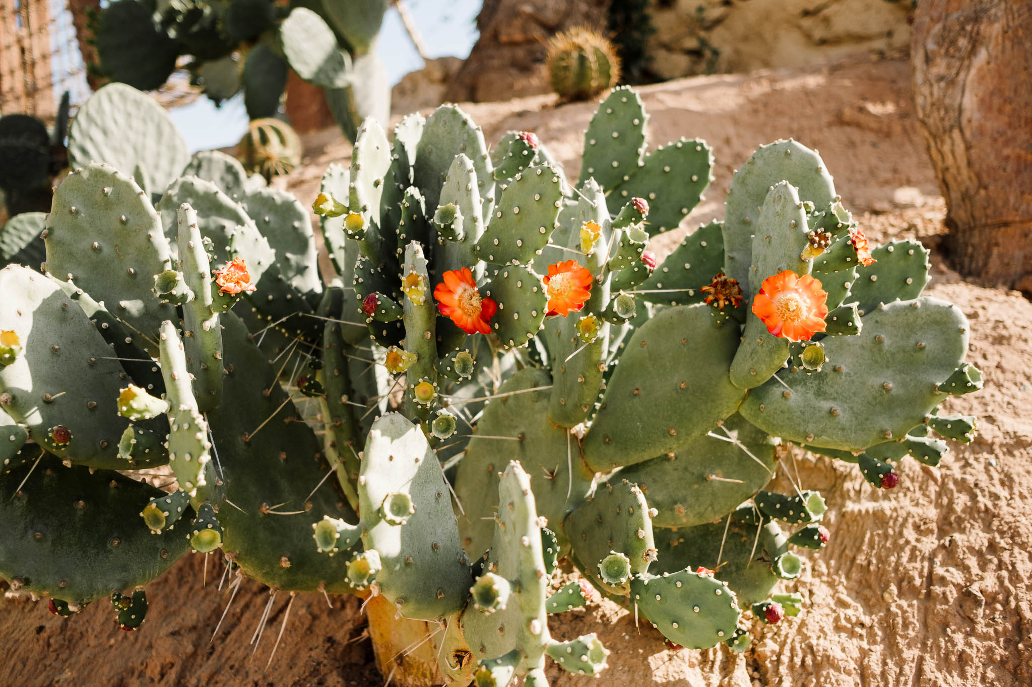 cacti with orange flowers