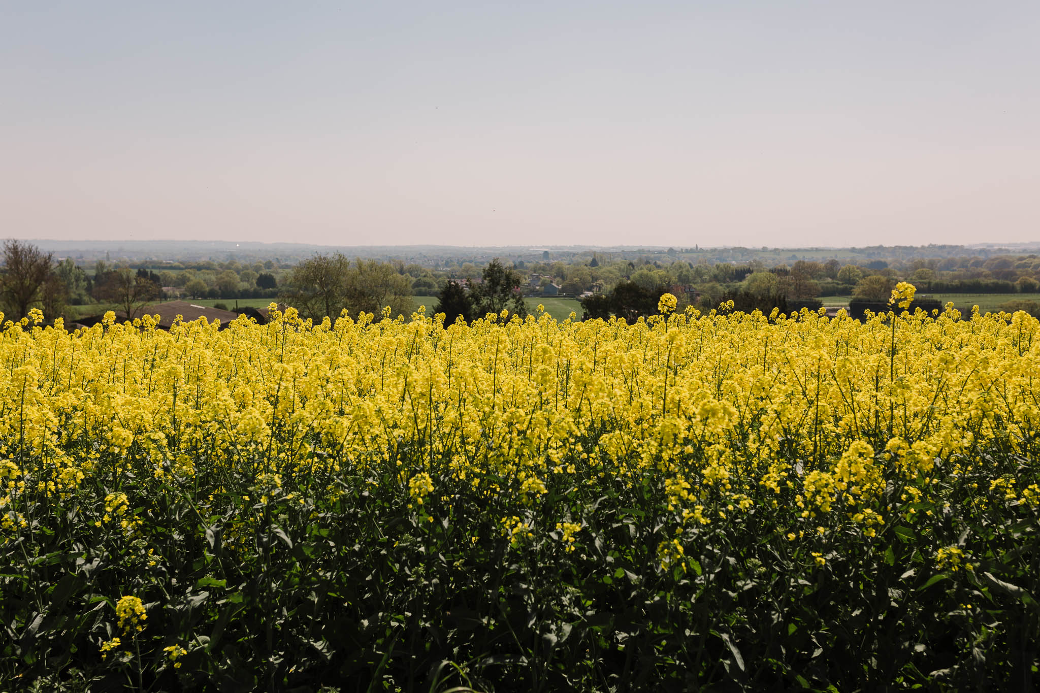 rape seed field next to church