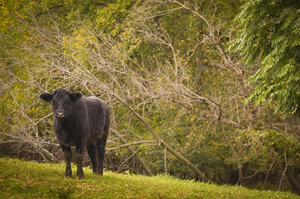 cow + woods lovellfinal-6.jpg