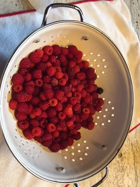 wild wine berries.jpg