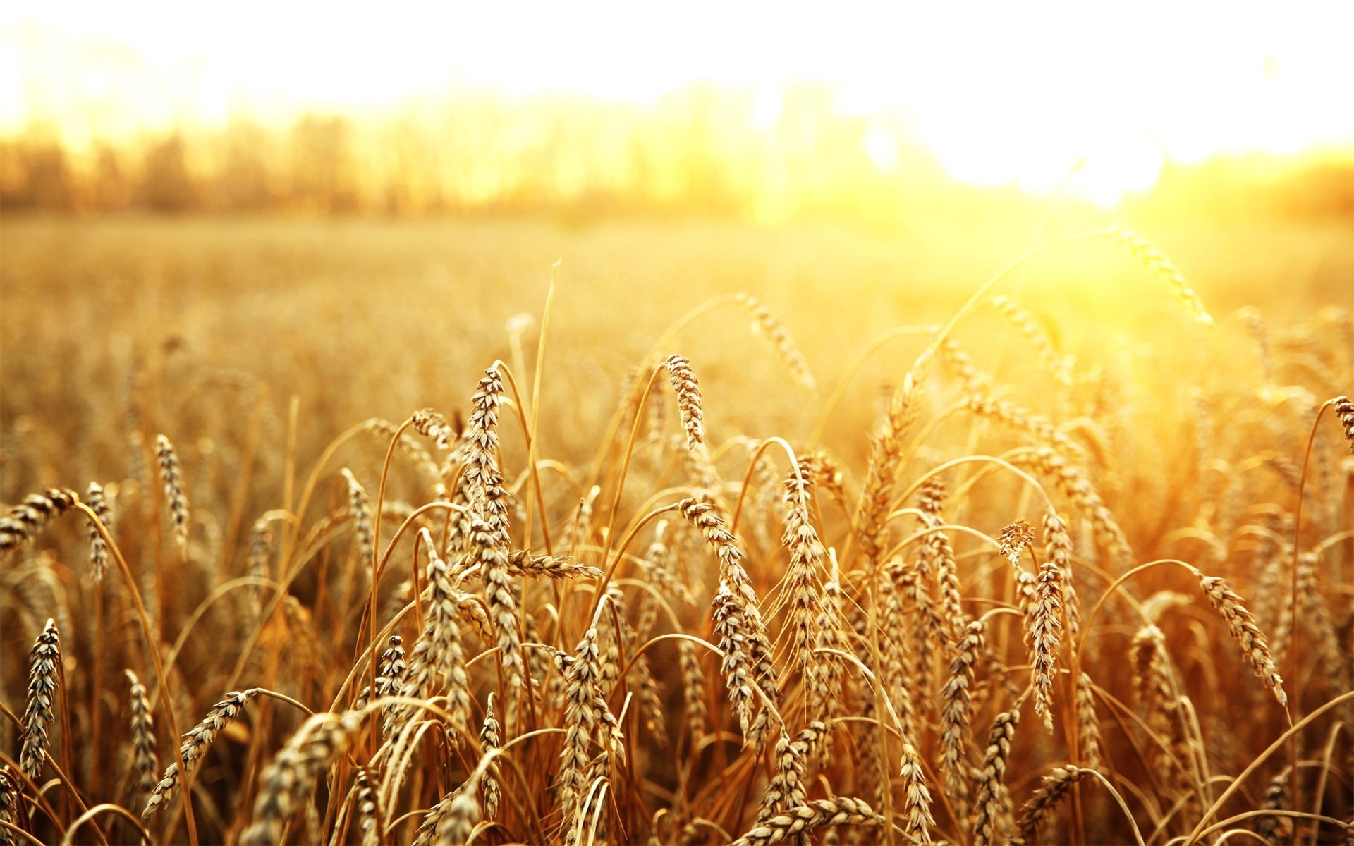 field-wheat-sun-nature-hd-wallpaper.jpg