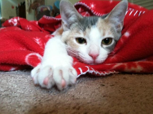 Cleo as a kitten