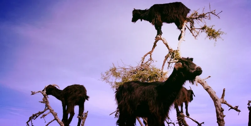 goats.jpg