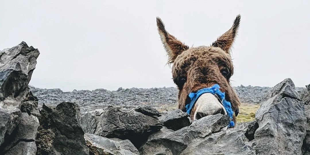 Liberating Structures Speculations