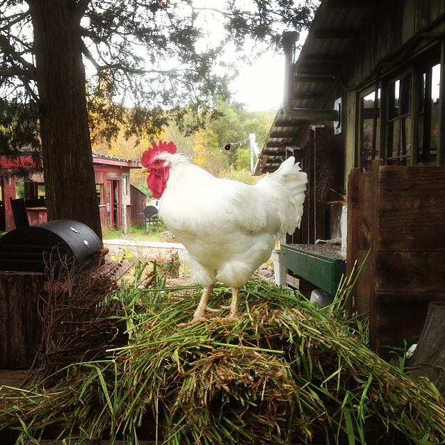 photo from one of the many local farms that runner and stone sources from