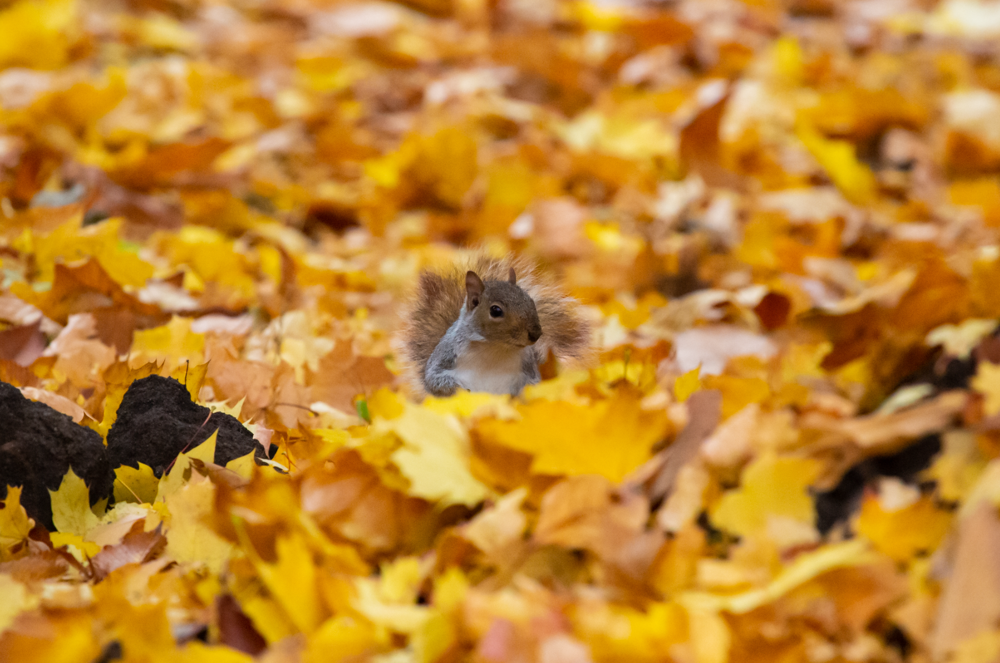  Fall in Central Park   2020  NYC 