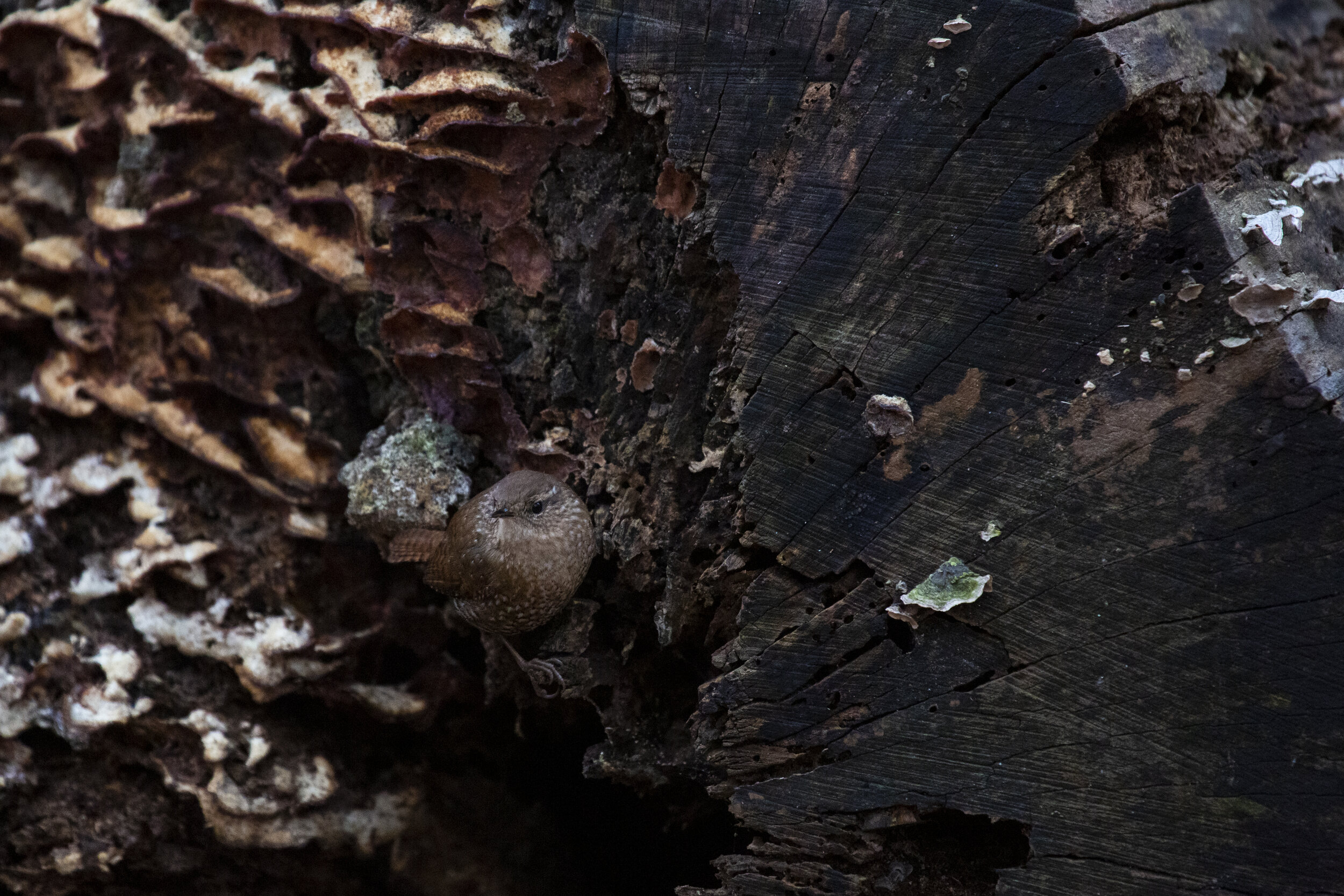 Winter Wren