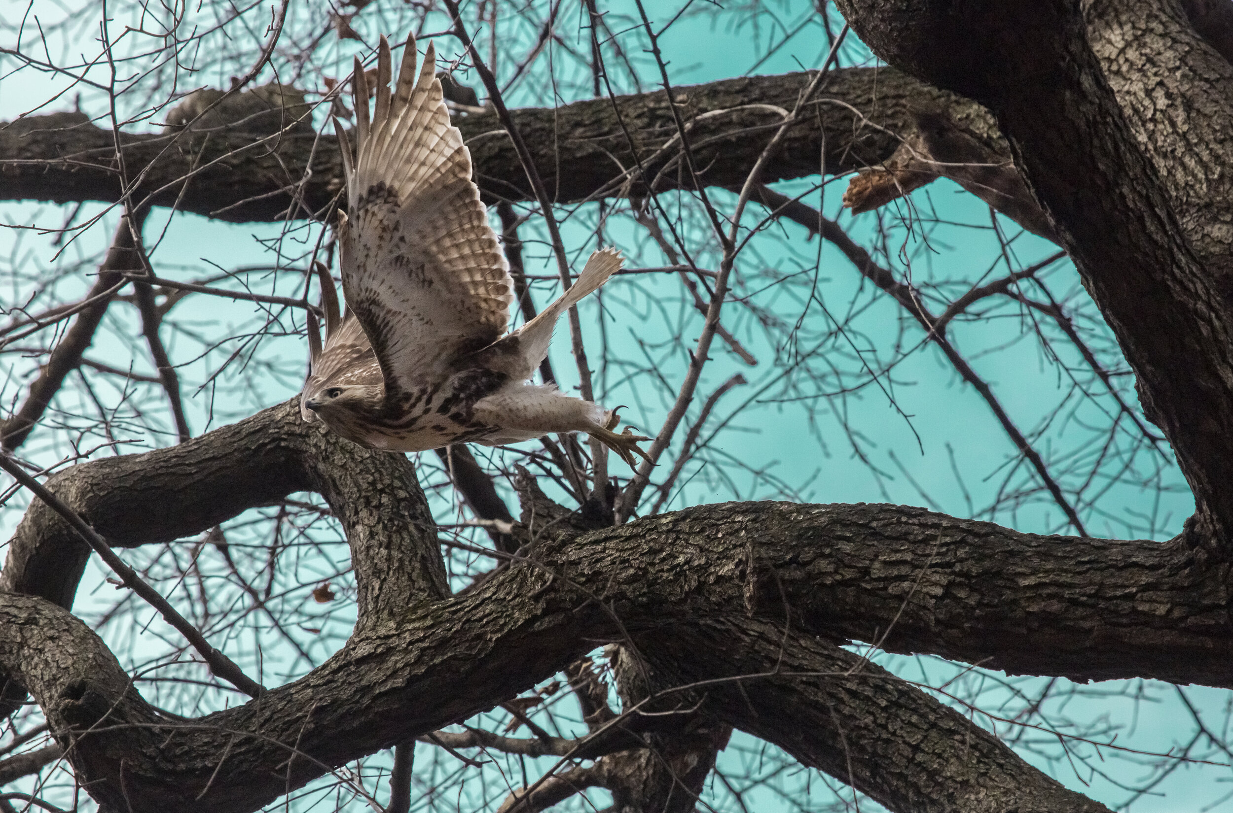  Cooper’s Hawk  Manhattan, NY 2021 