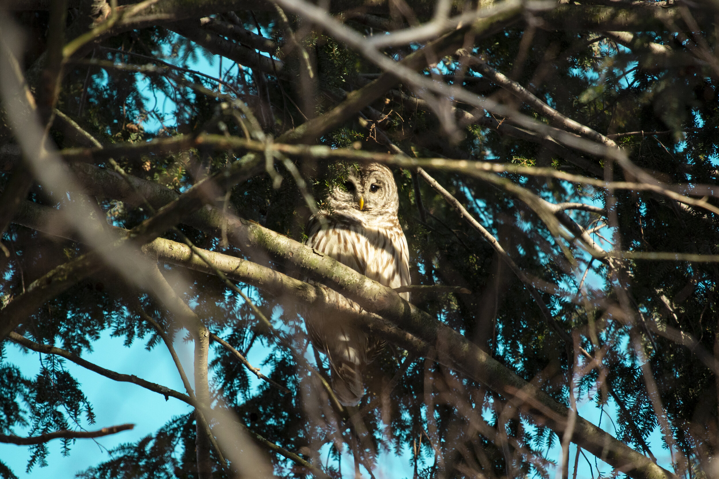  Barred Owl in Central Park  2021 