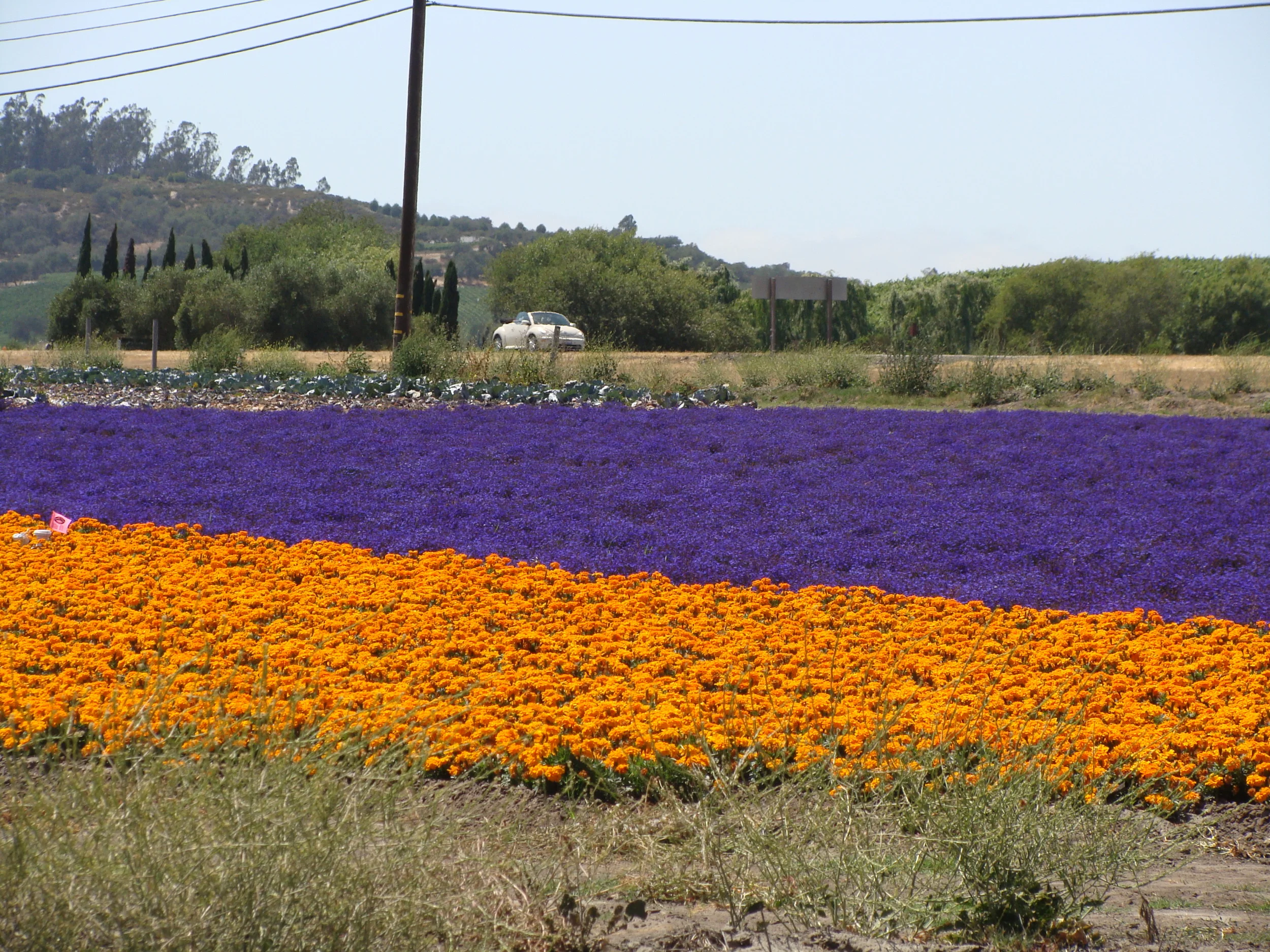 LOS OLIVOS: WINE TOURING WITH GREG RIKAART