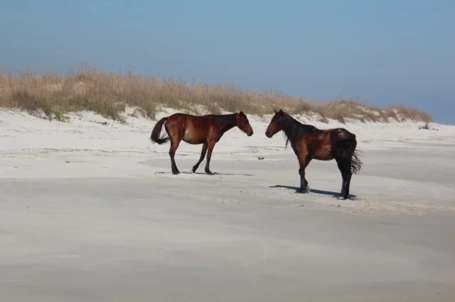 CUMBERLAND ISLAND: UNSPOILED GEORGIA