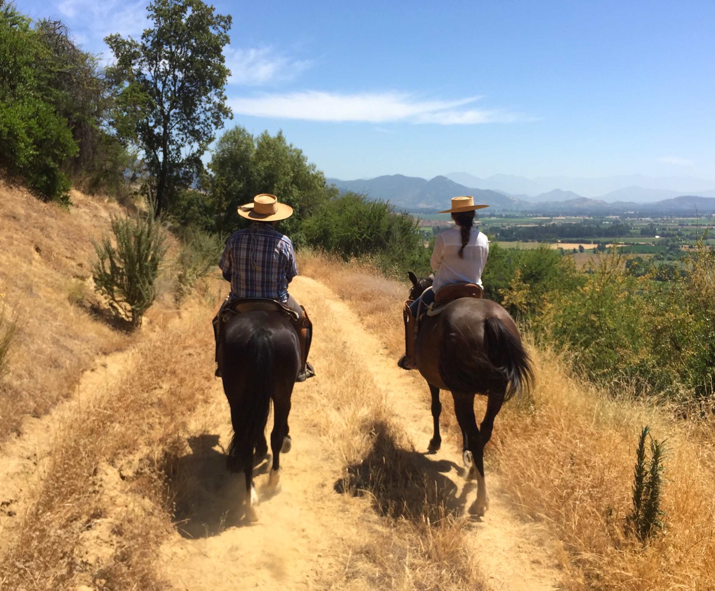 Daytripper365--Horseback riding through the vineyards.jpeg
