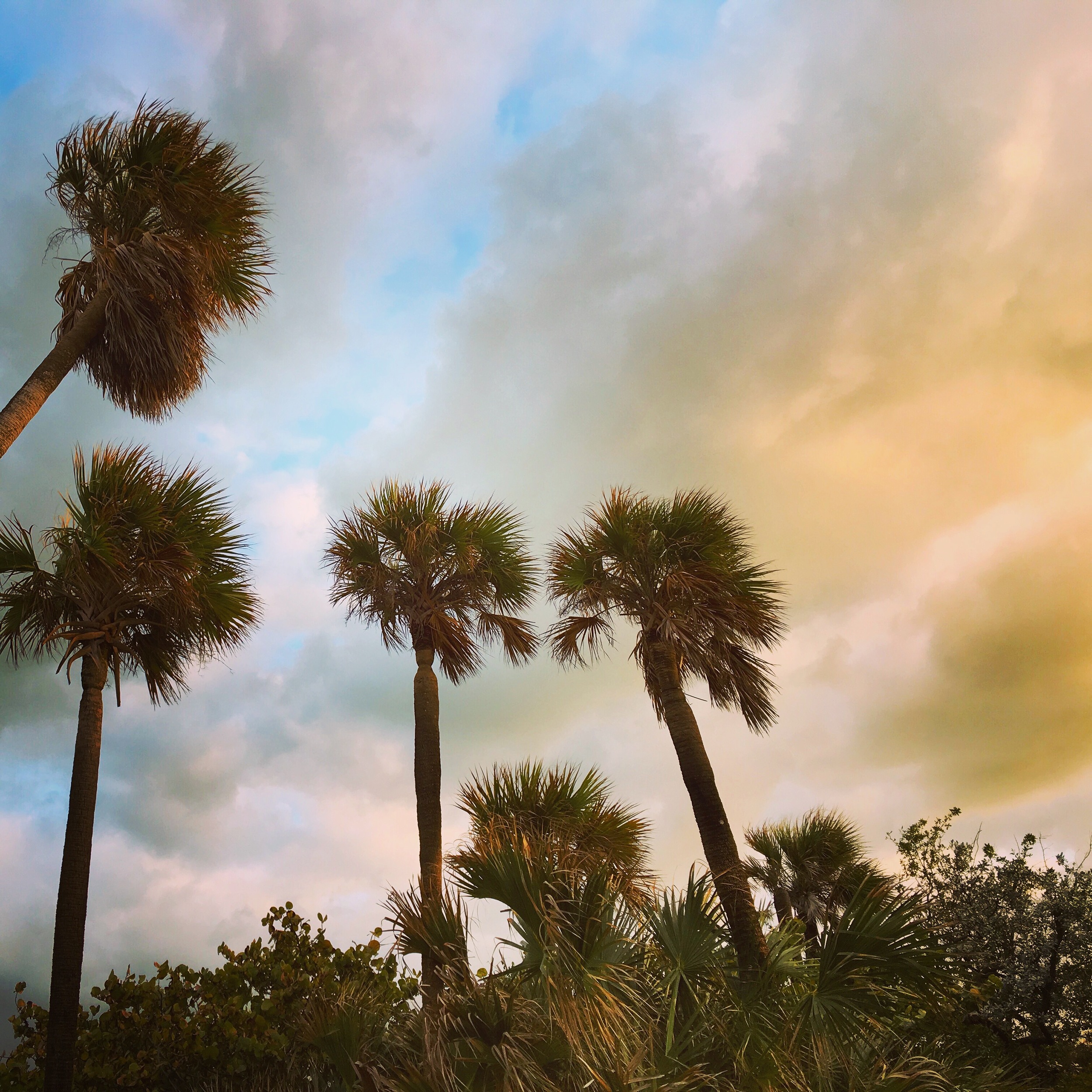 Daytripper365-Palm Trees in South Beach.JPG