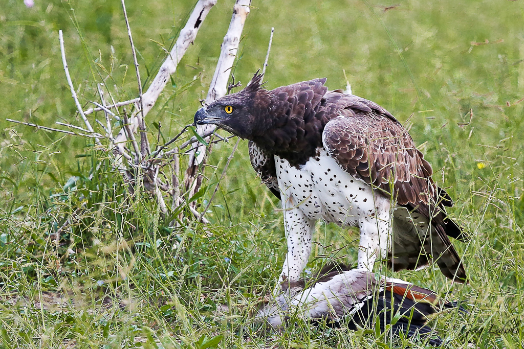  BOTSWANA: DISPATCH FROM LEDERLE SAFARIS 