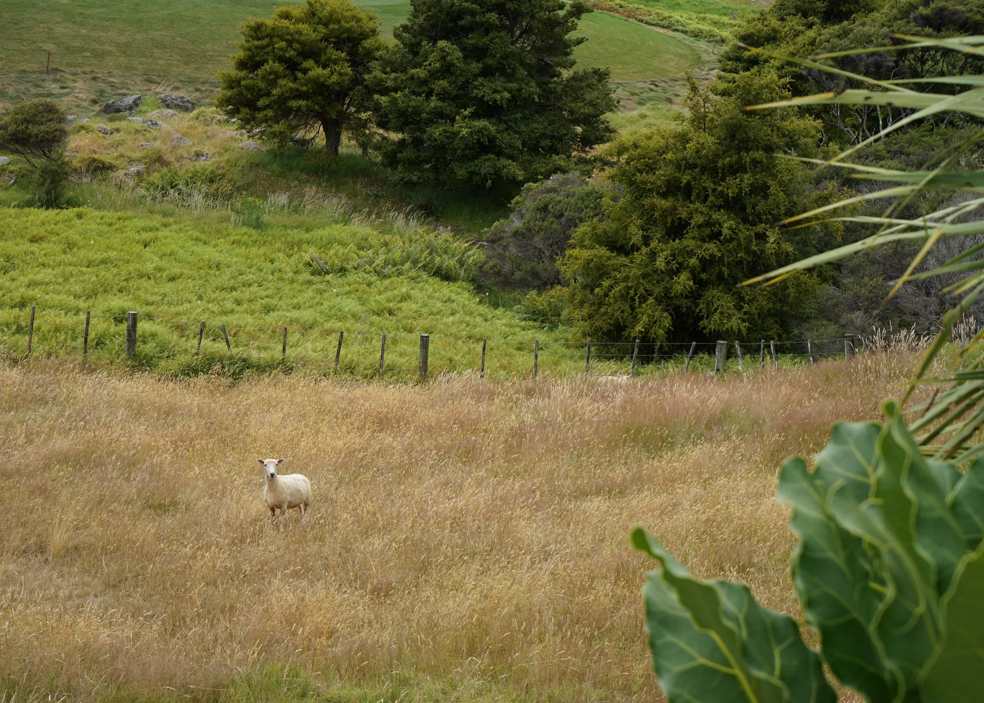 Daytripper365 Kauri Cliffs (32 of 33).jpg