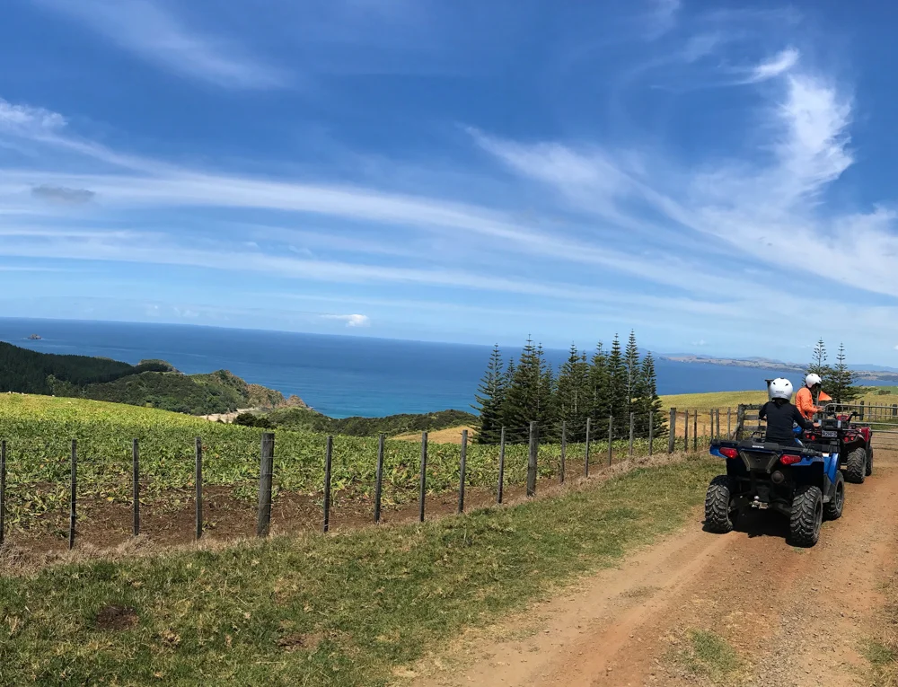 the best way to explore the 6,000 acres is by quad bike, with a stop at the property's hidden waterfall and 700 year old kauri tree. you can also go 4-wheeling on the magnificent Ninety Mile beach. (reached via a very long drive or helicopter) the hotel can arrange other activities such as horseback riding, sand dune surfing, fishing, and helicopter rides. history buffs can visit the waitangi treaty house to learn more about maori culture. 
