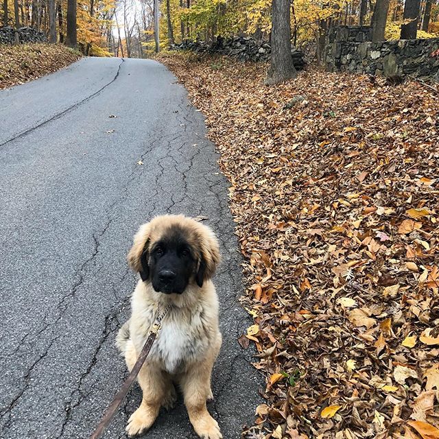 All the leaves are down, it&rsquo;s December and even though winter is coming today was a beautiful day in New York. Tripping with my pup. #leonbergerpuppy #autumnleaves #newyorkstate .
.
.
.
.
.
.
.
.
.
#puppylove #leonbergersofinstagram #leonberger