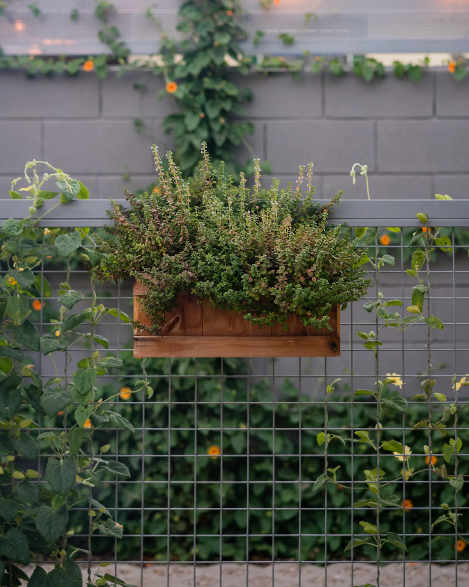 Cara Cara Hollywood - Kitchen Garden