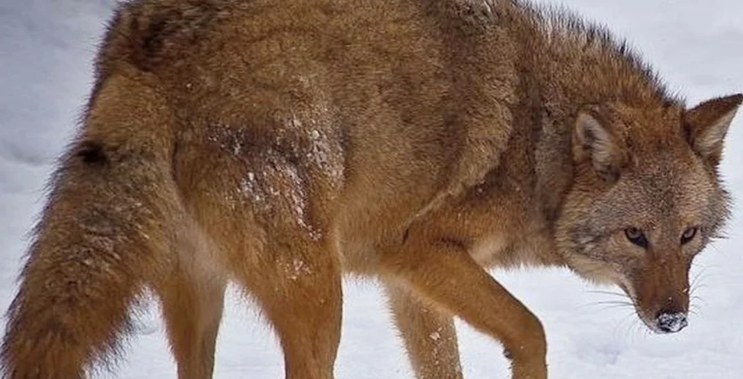 Grolar Bears! And Other Hybrids