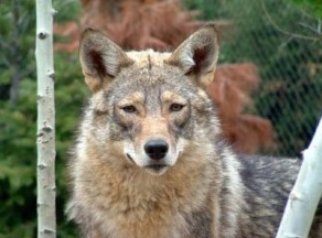 coywolf.jpg