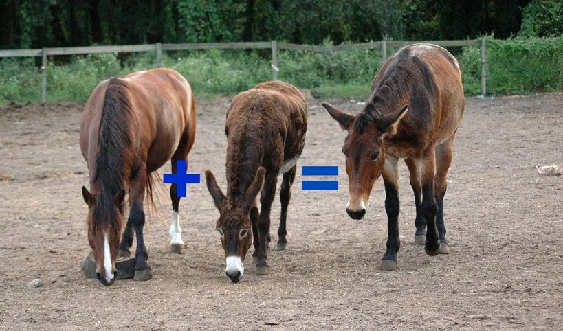 Will Hybrid Animals Help Species Survive?