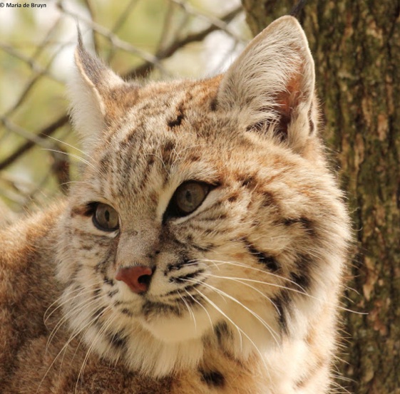 bobcatLynx hybrid.jpg