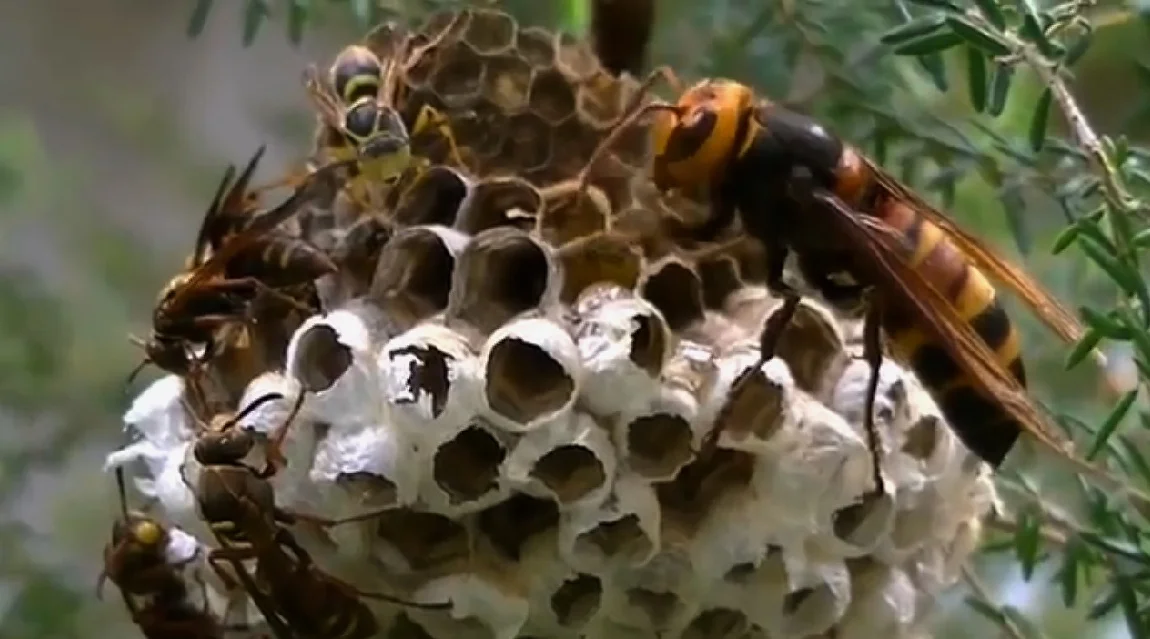 Killer Hornets
