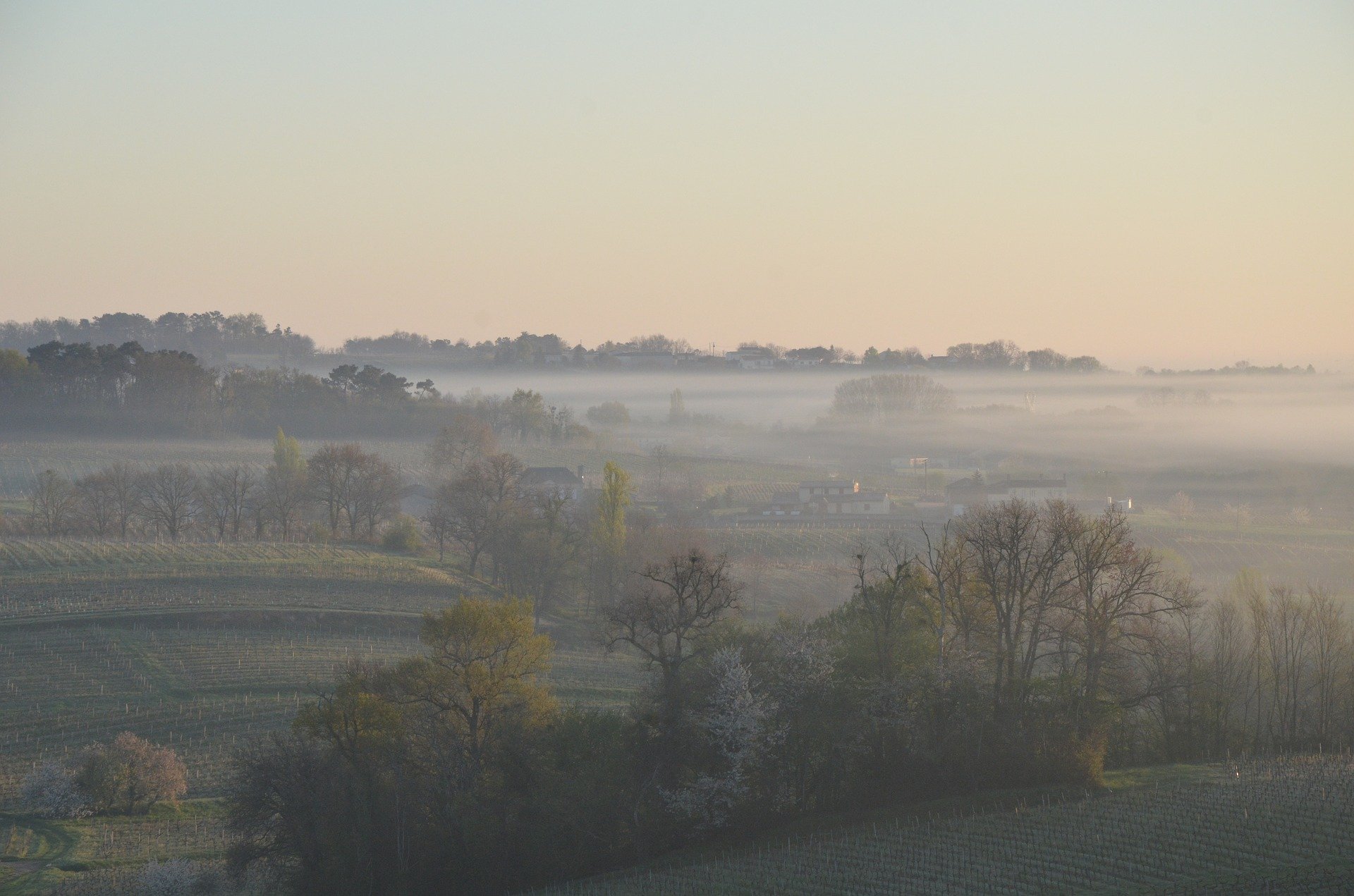 bordeaux vineyard1.jpg