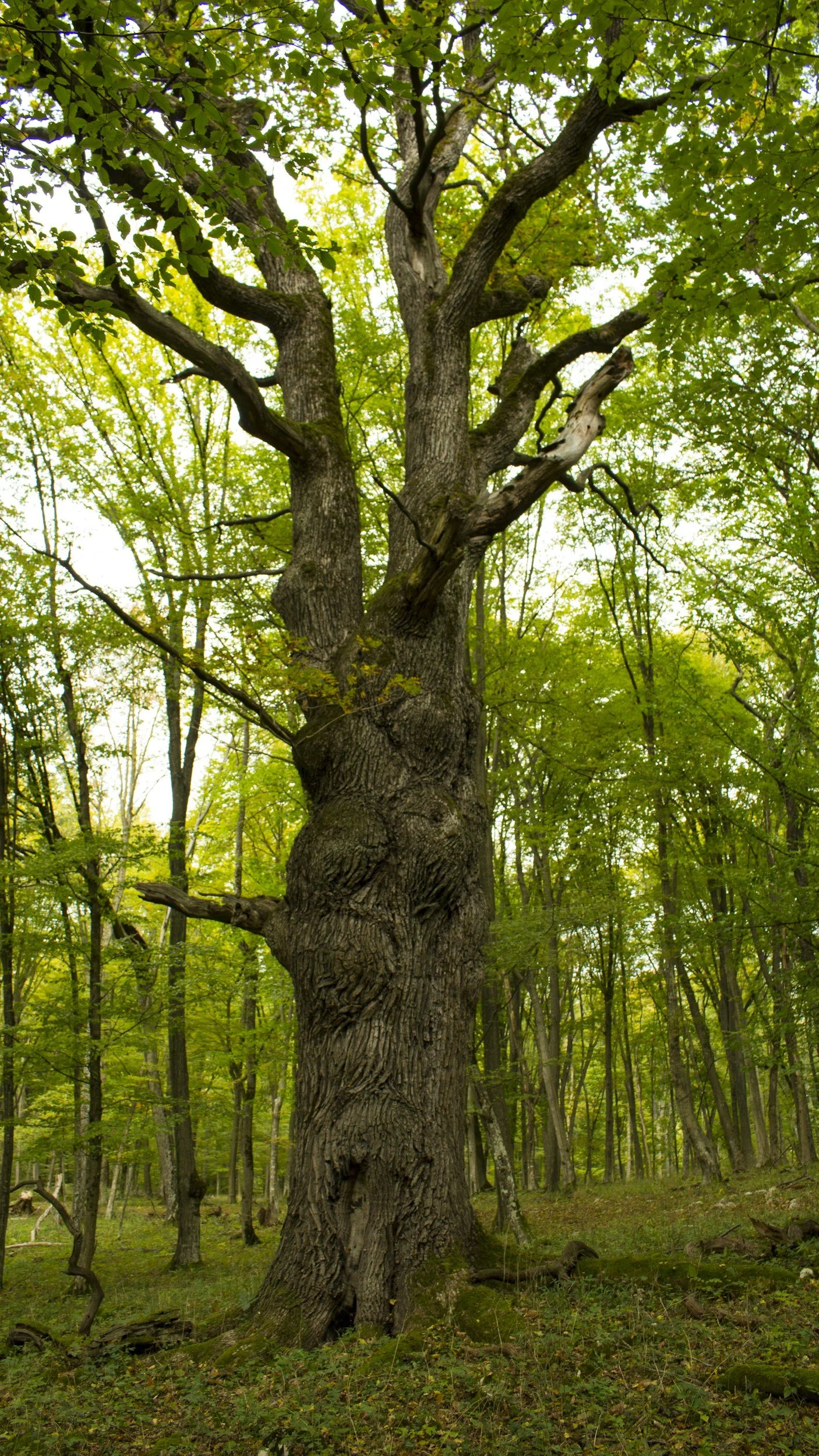 scott-moore-yoga-mighty-oak-beingness