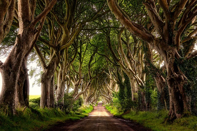 trees.jpg