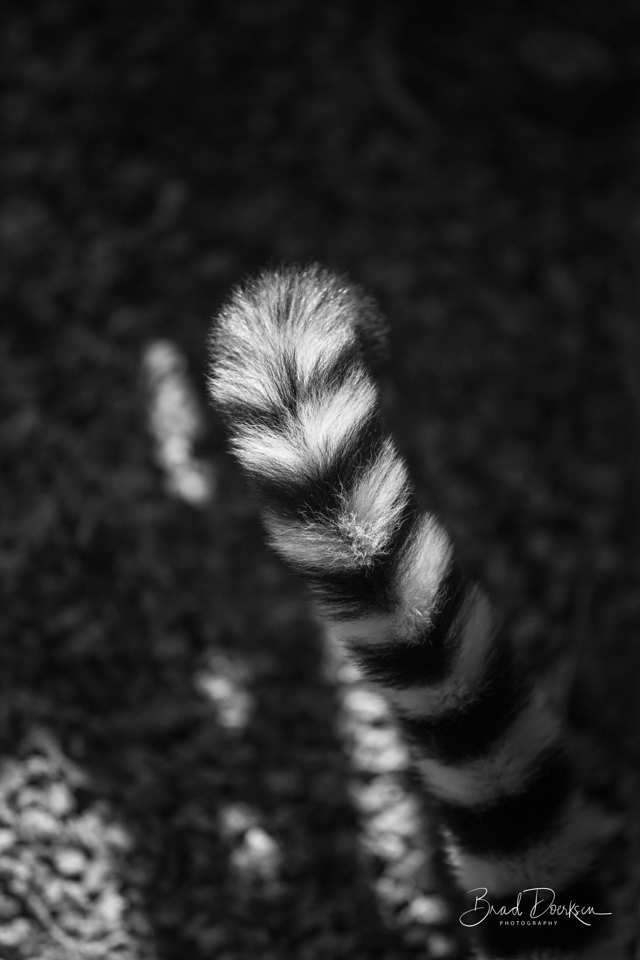 1I3A0285*.jpg