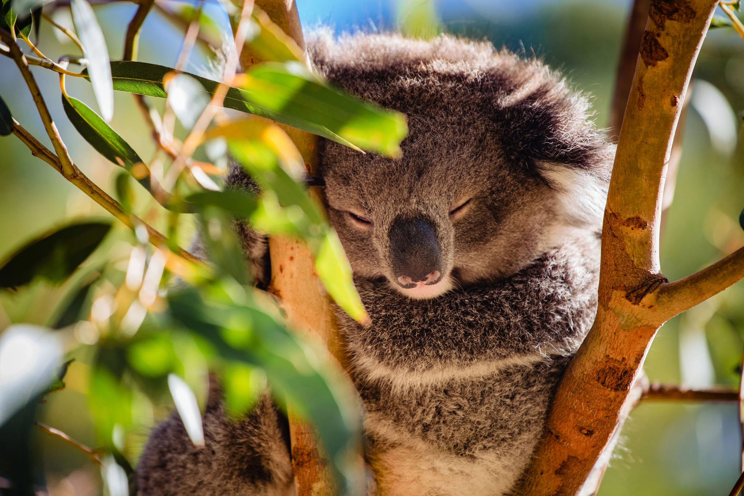 Sleeping Koala