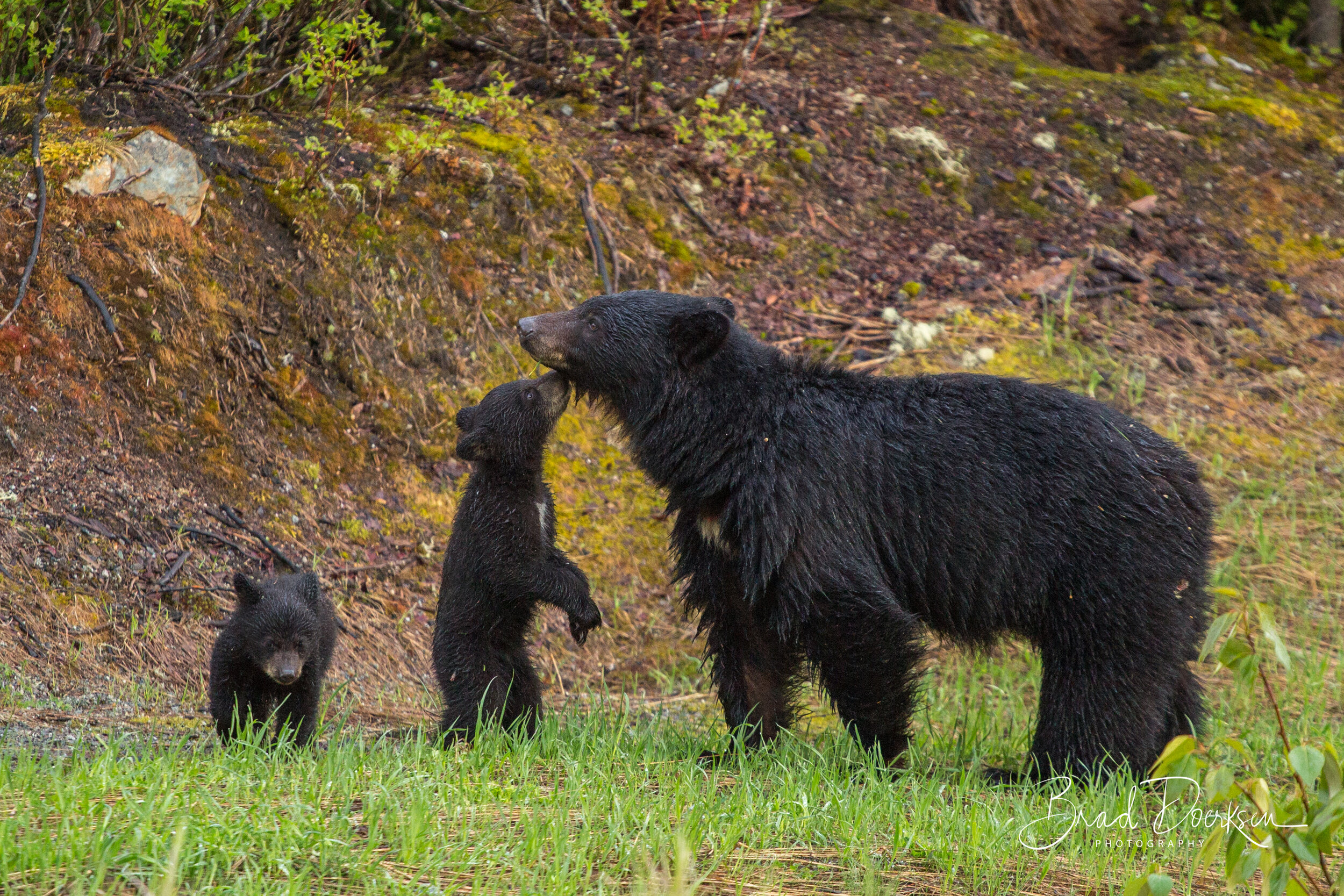 Mama Bear and Her Cubs