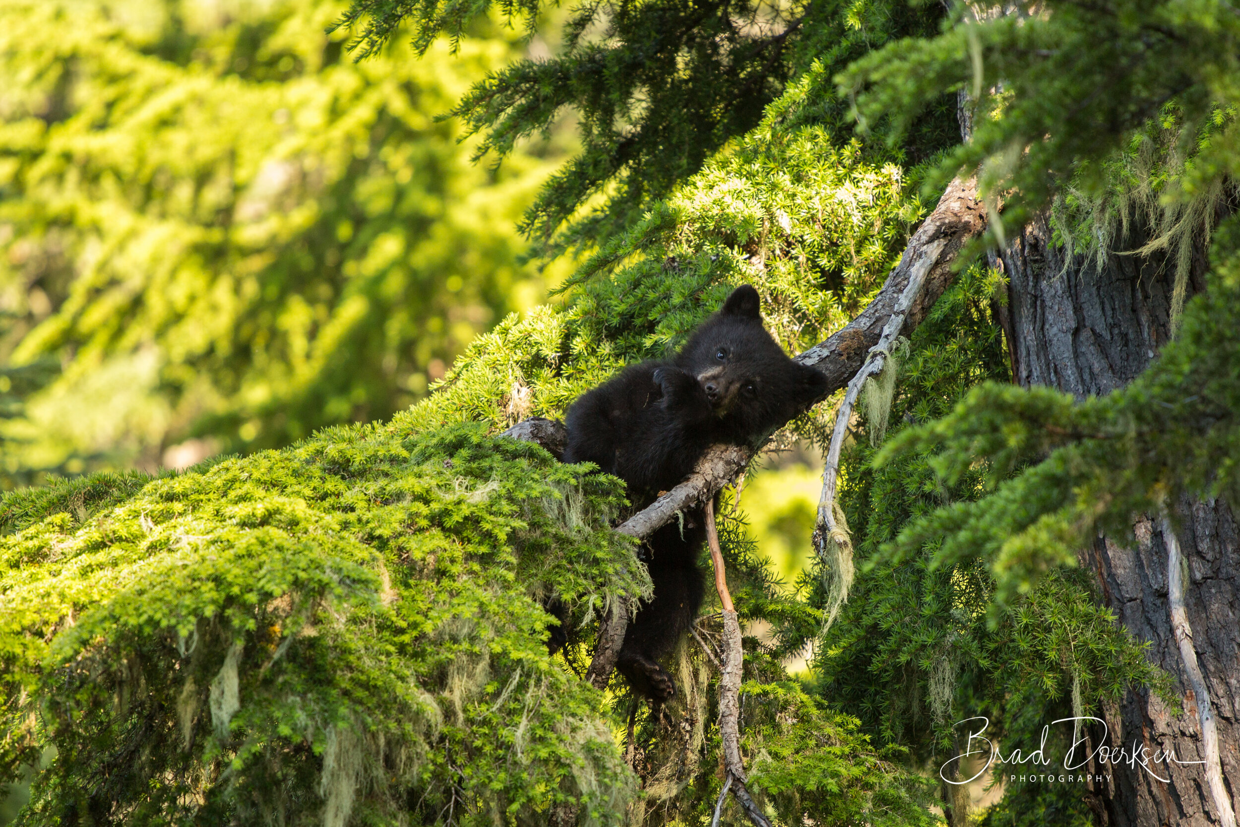 Black Bear Cub Relaxing in a Tree